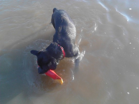 BamBam Mini Floating Extreme Tugs