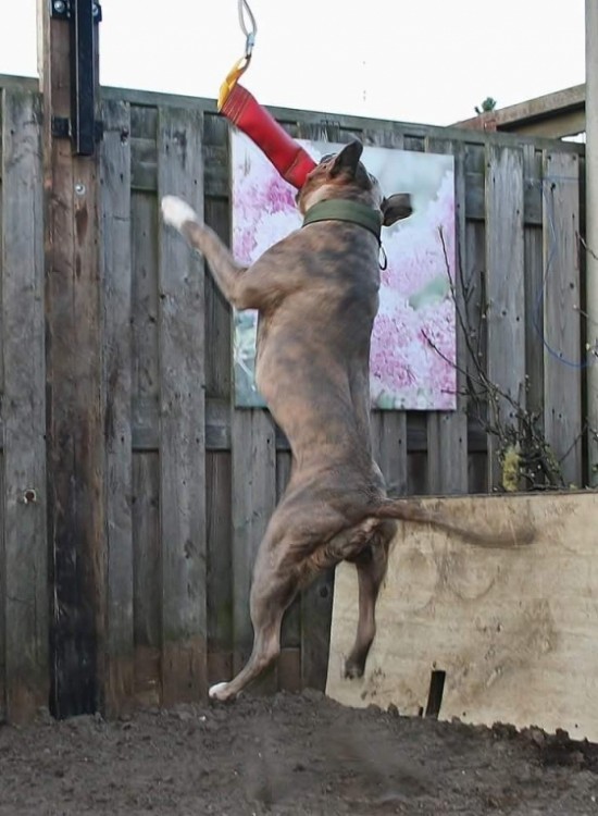 Bungeekoord per meter