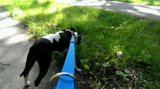 BamBam Antislip Politie/trainingslijn 2,5 meter of 3m